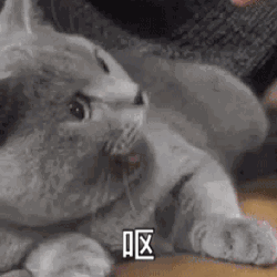 示例图片